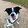 dog, black_and_white, speckled_fur, happy, smiling, sitting, green_harness, outdoor, gravel, grass, pet, canine, animal, mammal, friendly, looking_up, ears_up, tail, daylight, nature