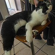 Meuhmeuh participe au concours pour gagner de l'argent avec cette photo : animal, black_and_white, cat, chair, close_up, curious, domestic, feline, fur, green_eyes, household, indoor, metal_legs, paw, pet, relaxed, resting, tile_floor, whiskers, wooden_chair
