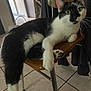 cat, black_and_white, chair, indoor, pet, animal, feline, green_eyes, wooden_chair, metal_legs, relaxed, paw, tile_floor, curious, domestic, whiskers, fur, household, resting, close_up