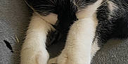Meuhmeuh a rejoint le concours — aidez-le/la à gagner de superbes lots ! cat, sleeping, black_and_white, paws, close_up, feline, resting, soft, blanket, indoor, cute, fur, whiskers, animal, pet, cozy, relaxed, domestic_cat, mammal, nap