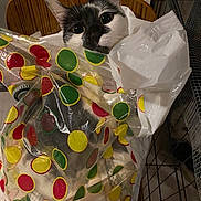 Meuhmeuh a rejoint le concours — aidez-le/la à gagner de superbes lots ! cat, plastic_bag, polka_dots, curious, wide_eyes, chair, wood, indoor, pet, animal, playful, feline, close_up, texture, wall, household, cute, mischievous, container, domestic