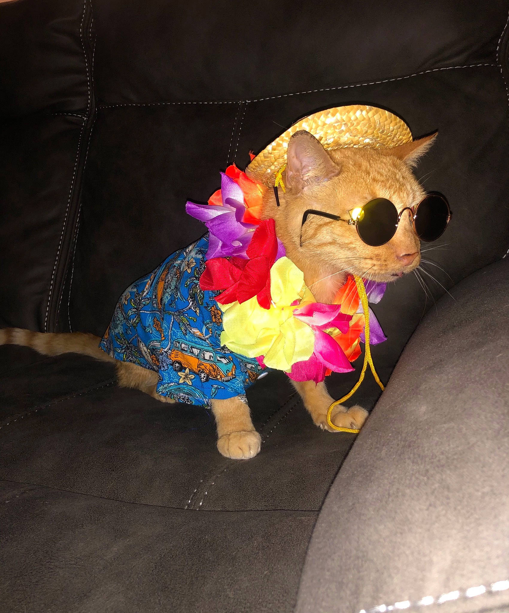 Juice is registered to the contest to win money with this photo: art, bear, canidae, carmine, costume, event, fawn, felidae, fictional_character, fur, magenta, pattern, plush, snout, stuffed_toy, tail, teddy_bear, textile, toy, working_animal