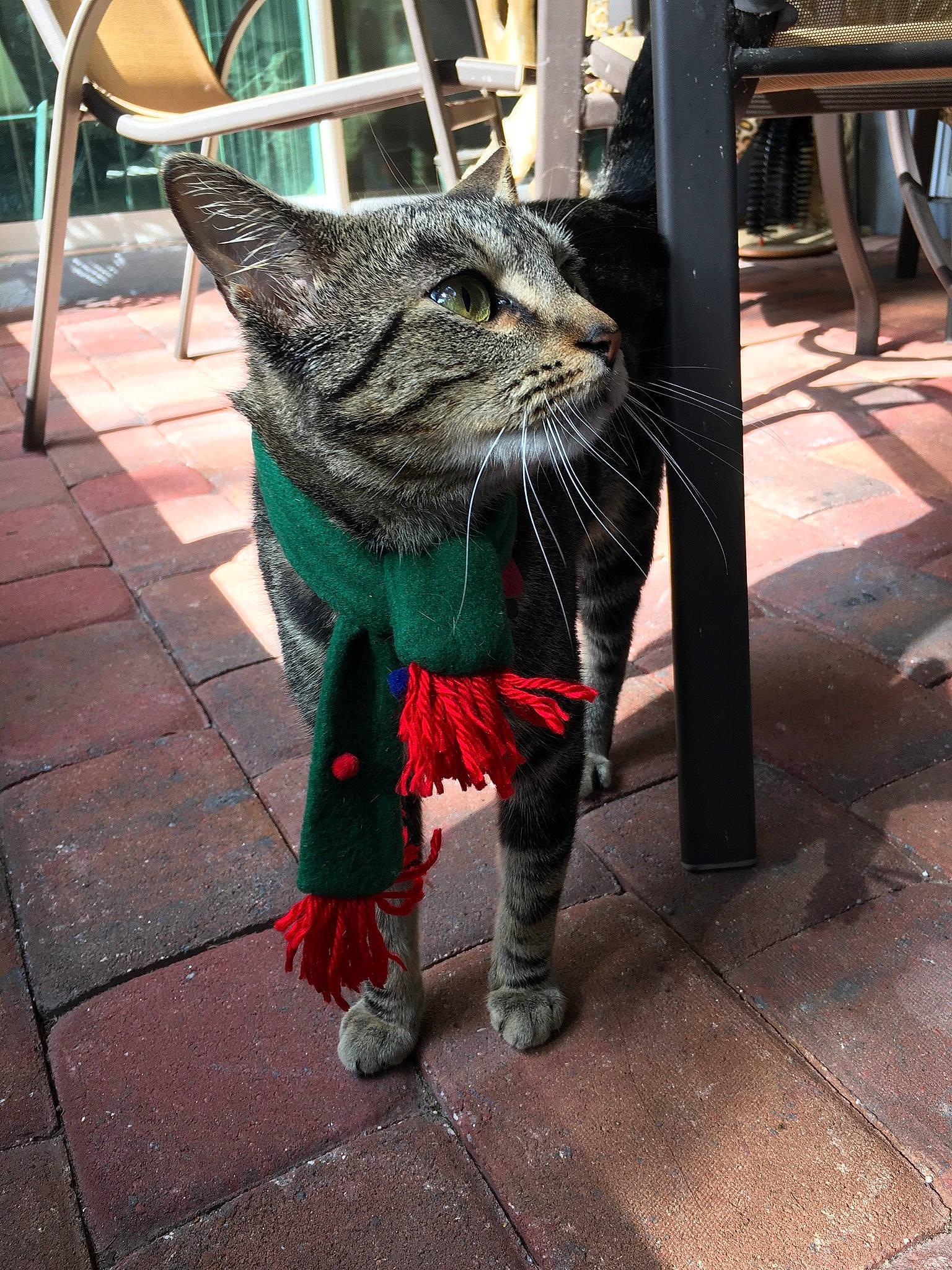 Bronx joined the competition — help win amazing prizes! art, carnivore, cat, domestic_short_haired_cat, felidae, flooring, fur, grass, grey, mammal, road_surface, sculpture, small_to_medium_sized_cats, snout, sporting_group, statue, tail, whiskers, window, working_animal