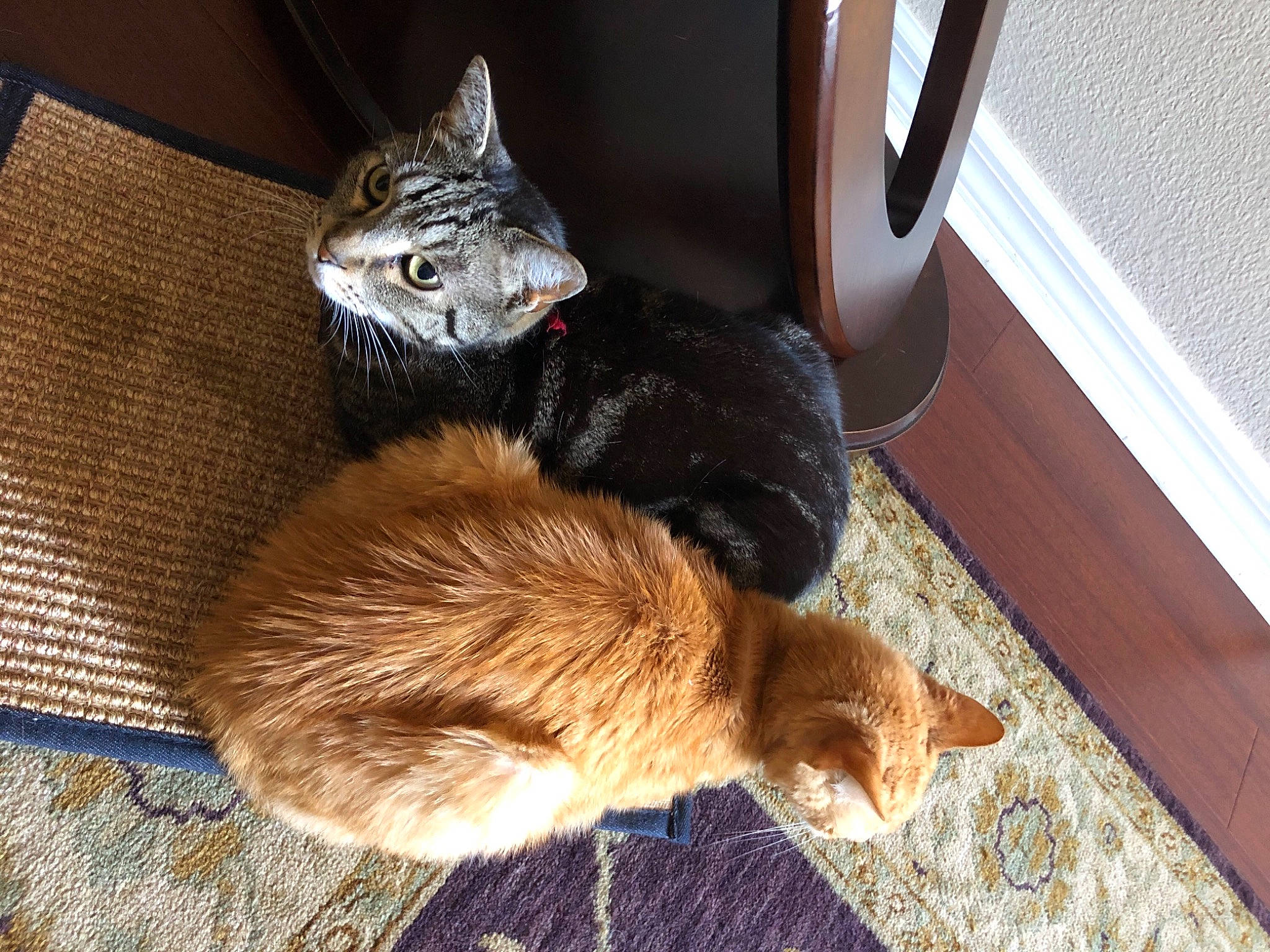 Bronx joined the competition — help win amazing prizes! black_cat, canidae, carnivore, cat, comfort, dog_breed, domestic_short_haired_cat, fawn, felidae, flooring, fur, paw, small_to_medium_sized_cats, snout, sporting_group, tail, vehicle_door, whiskers, window, wood