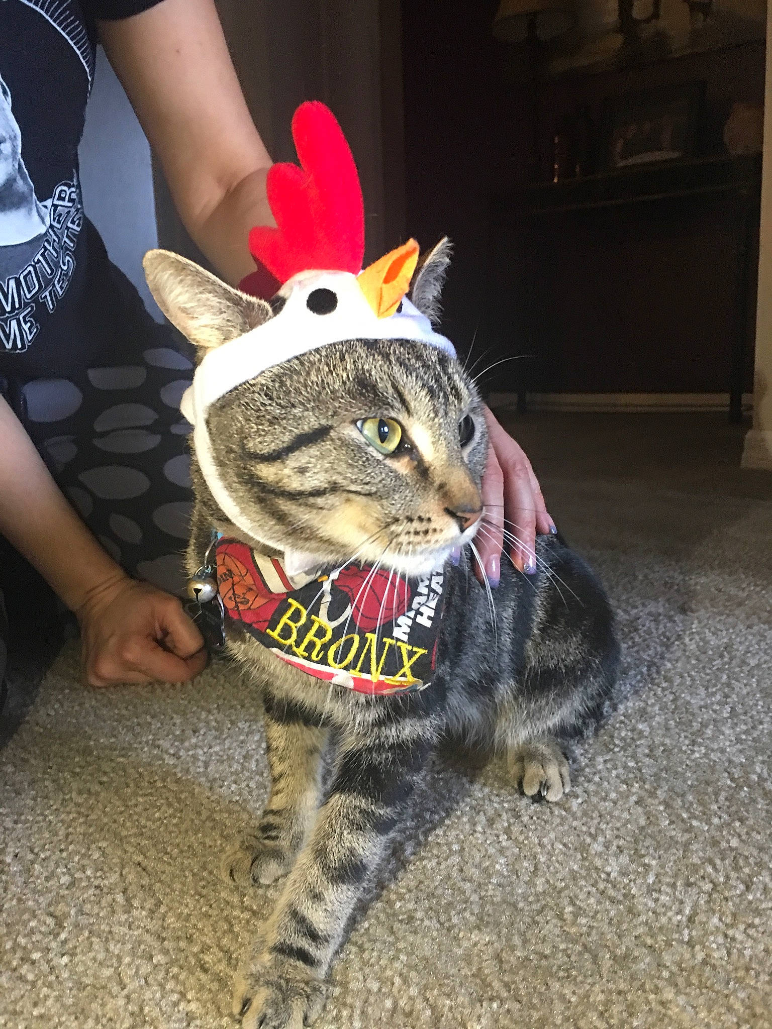 Bronx is registered to the contest to win money with this photo: carnivore, cat, dog_breed, domestic_short_haired_cat, fashion_accessory, fawn, felidae, flooring, foot, fur, hat, human_leg, mammal, small_to_medium_sized_cats, snout, t_shirt, tail, terrestrial_animal, thigh, whiskers