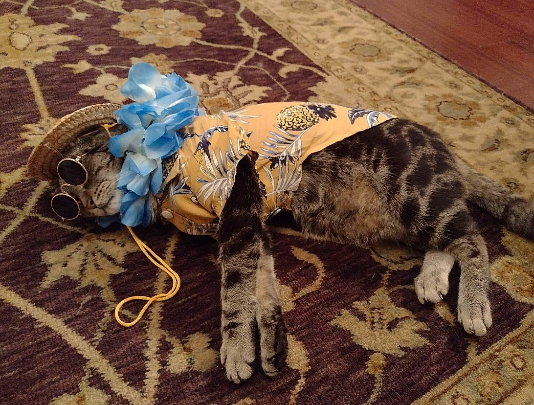 Bronx joined the competition — help win amazing prizes! carnivore, companion_dog, dog, dog_breed, dog_clothes, dog_supply, electric_blue, fawn, felidae, flooring, fur, pattern, rug, small_to_medium_sized_cats, snout, tail, terrestrial_animal, toy, wood, working_animal