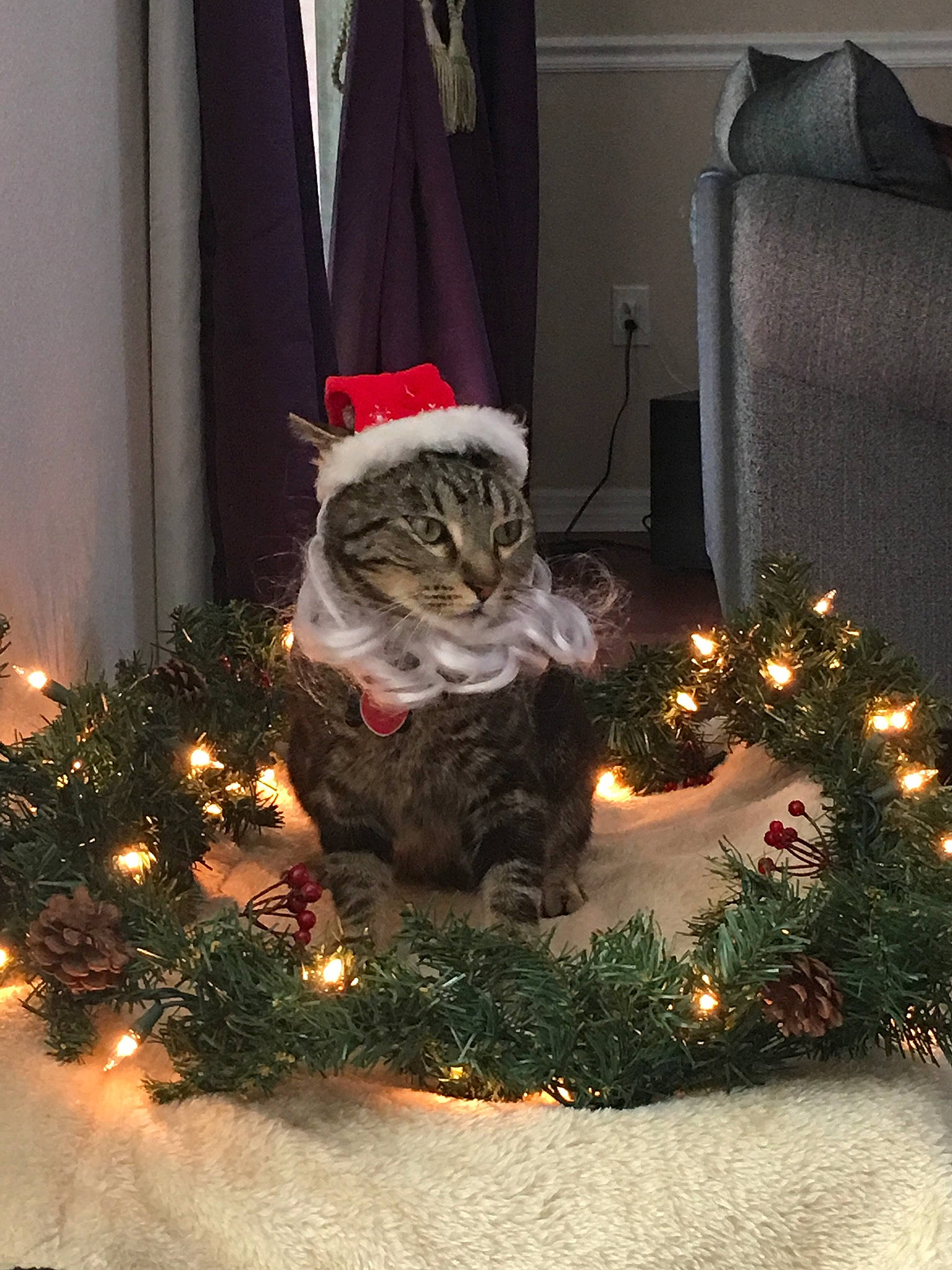 Bronx joined the competition — help win amazing prizes! carnivore, cat, christmas, christmas_decoration, christmas_ornament, christmas_tree, conifer, curtain, event, felidae, grass, holiday, holiday_ornament, ornament, plant, small_to_medium_sized_cats, tree, whiskers, window, winter