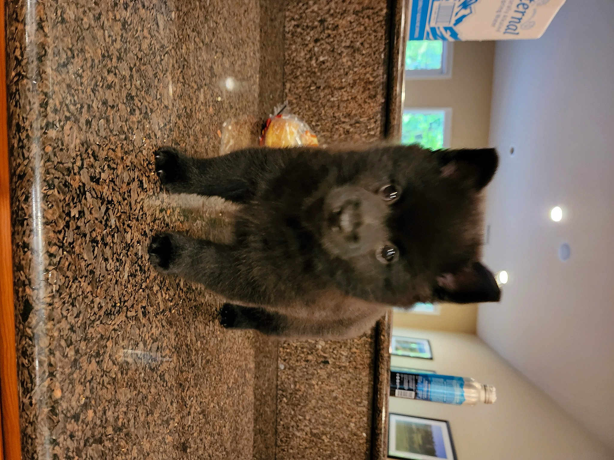 Buddy