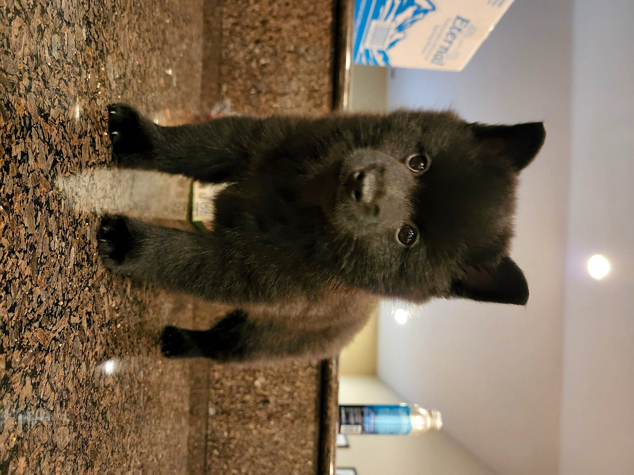 Buddy joined the competition — help win amazing prizes! canidae, carnivore, cat, claw, companion_dog, dog_breed, domestic_short_haired_cat, fawn, felidae, fur, paw, small_to_medium_sized_cats, snout, sporting_group, tail, terrestrial_animal, whiskers, working_animal