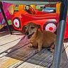 animal, background, canine, chair, dachshund, daylight, dog, happy, outdoor, pet, playful, red, shadow, small_dog, smiling, summer, sunlight, tongue_out, toy_car, wooden_deck