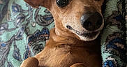 Bailey is registered to the contest to win money with this photo: animal, blanket, brown_fur, canine, cozy, cute, dog, ears, face, fur, indoors, lying_down, nail, paw, pet, portrait, relaxed, small_dog, smiling, snout