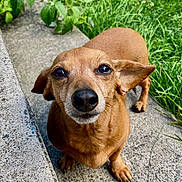 Bailey joined the competition — help win amazing prizes! dog, brown_dog, canine, pet, outdoor, grass, concrete, leafy_plants, close_up, curious, animal, small_dog, ears, snout, eyes, paws, nature, daylight, portrait, walking_path