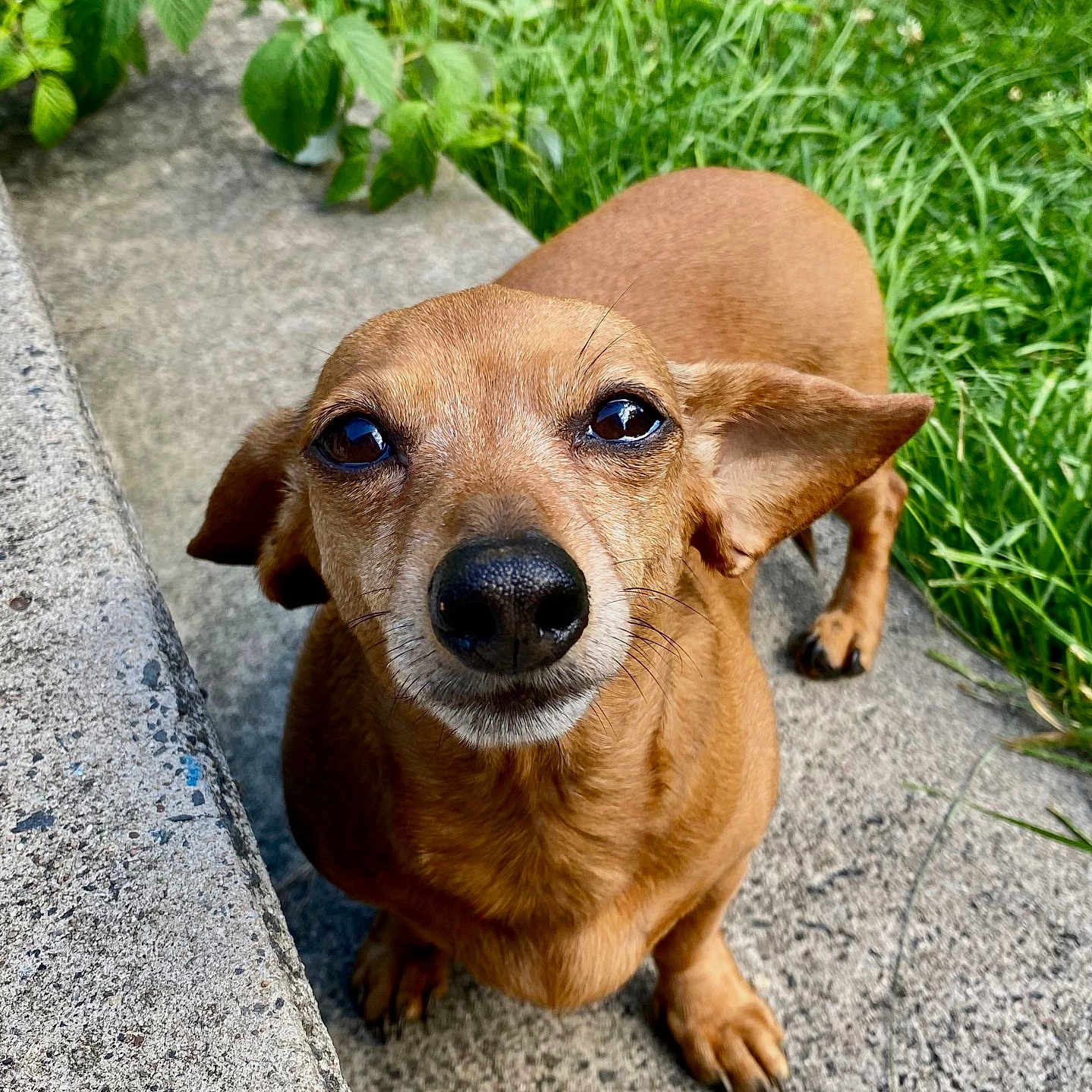 Bailey joined the competition — help win amazing prizes! dog, brown_dog, canine, pet, outdoor, grass, concrete, leafy_plants, close_up, curious, animal, small_dog, ears, snout, eyes, paws, nature, daylight, portrait, walking_path