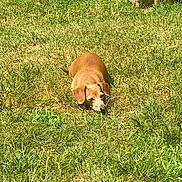 Bailey joined the competition — help win amazing prizes! animal, brown_dog, canine, daylight, dog, ears, fur, grass, head, lawn, nature, outdoor, pet, relaxed, resting, small_dog, snout, summer, sunlight, wood
