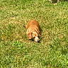 animal, brown_dog, canine, daylight, dog, ears, fur, grass, head, lawn, nature, outdoor, pet, relaxed, resting, small_dog, snout, summer, sunlight, wood