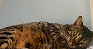 Jinx joined the competition — help win amazing prizes! cat, tabby_cat, pet, animal, feline, green_eyes, lying_down, indoor, blanket, soft_texture, fur, paw, relaxed, home, resting, cozy, closeup, whiskers, striped, curious