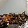 cat, tabby_cat, pet, animal, feline, green_eyes, lying_down, indoor, blanket, soft_texture, fur, paw, relaxed, home, resting, cozy, closeup, whiskers, striped, curious