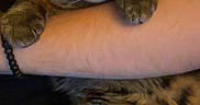 Jinx joined the competition — help win amazing prizes! animal, bracelet, cat, close_up, comfort, companionship, cuddle, curious, domestic_animal, friendship, fur, green_eyes, holding, human_arm, indoor, pet, resting, tabby_cat, warmth, whiskers