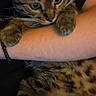animal, bracelet, cat, close_up, comfort, companionship, cuddle, curious, domestic_animal, friendship, fur, green_eyes, holding, human_arm, indoor, pet, resting, tabby_cat, warmth, whiskers