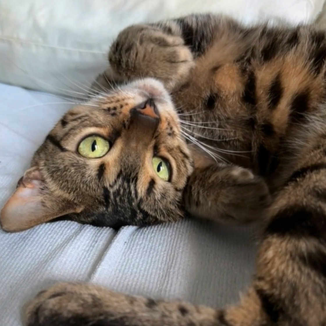 Jinx joined the competition — help win amazing prizes! cat, tabby, green_eyes, whiskers, fur, paws, close_up, lying_down, relaxed, indoor, pet, animal, feline, soft_texture, sleepy, cute, domestic_cat, striped_fur, cozy, resting