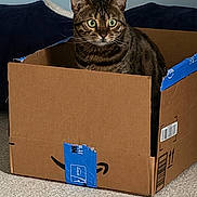 Jinx is registered to the contest to win money with this photo: alert, amazon_box, animal, box, cardboard_box, carpet, cat, cozy, curious, cute, domestic_animal, feline, fur, green_eyes, home, indoor, pet, sitting, tabby, whiskers