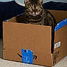 alert, amazon_box, animal, box, cardboard_box, carpet, cat, cozy, curious, cute, domestic_animal, feline, fur, green_eyes, home, indoor, pet, sitting, tabby, whiskers