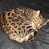 Jinx joined the competition — help win amazing prizes! cat, sleeping, curled_up, spotted_fur, indoor, bed, blanket, resting, pet, feline, cozy, domestic_cat, animal, fur_pattern, cute, relaxed, whiskers, tail, soft, nap