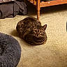 Jinx joined the competition — help win amazing prizes! animal, bed, carpet, cat, cozy, curled_up, domestic, eyes, floor, fur, furniture, home, indoor, looking, mammal, pet, resting, tabby_cat, whiskers, wooden