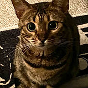 Jinx is registered to the contest to win money with this photo: cat, tabby, wide_eyes, indoor, carpet, rug, pet, whiskers, fur, animal, domestic, sitting, looking_up, close_up, ears, cute, alert, striped, feline, portrait