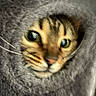 Jinx joined the competition — help win amazing prizes! animal, cat, close_up, cozy, curious, cute, face, feline, fur, fuzzy, gray_fabric, green_eyes, hole, indoor, peeking, pet, playful, portrait, soft_texture, whiskers