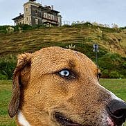 Tao a rejoint le concours — aidez-le/la à gagner de superbes lots ! animal, background, blue_eyes, canine, close_up, curious, daylight, dog, ear, grass, hill, house, muzzle, nature, outdoor, pet, portrait, side_view, snout, wet_fur