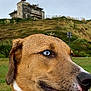 animal, background, blue_eyes, canine, close_up, curious, daylight, dog, ear, grass, hill, house, muzzle, nature, outdoor, pet, portrait, side_view, snout, wet_fur