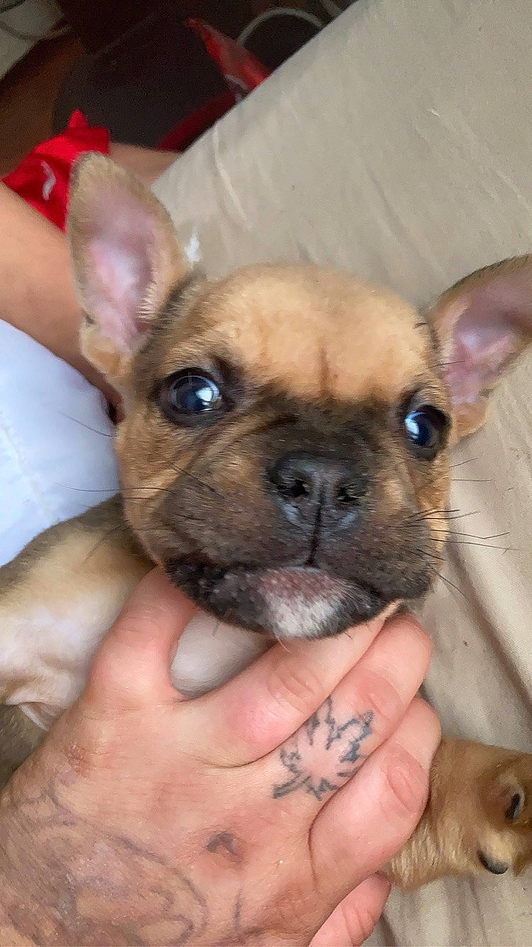 Reaper is registered to the contest to win money with this photo: bulldog, canidae, carnivore, companion_dog, dog, dog_breed, ear, eye, fawn, finger, nail, non_sporting_group, puppy, reflex_camera, snout, terrestrial_animal, toy_dog, whiskers, working_animal, wrinkle