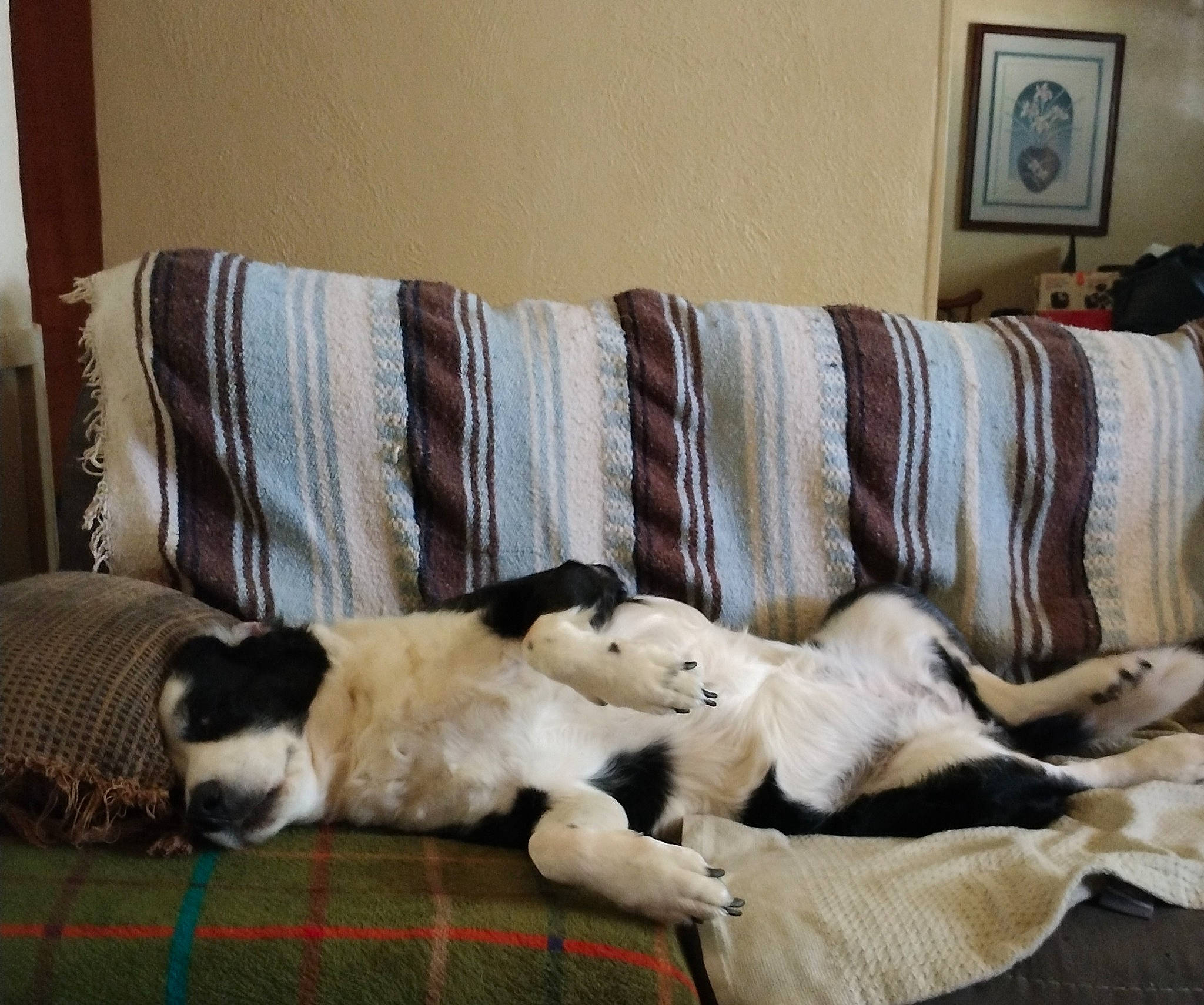 Zelda Jean is registered to the contest to win money with this photo: carnivore, comfort, companion_dog, couch, dog, dog_breed, dog_supply, felidae, hardwood, interior_design, linens, living_room, picture_frame, pillow, room, sofa_bed, studio_couch, tail, throw_pillow, wood