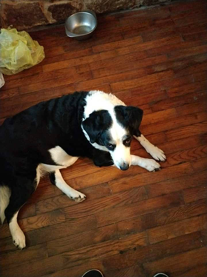 Zelda Jean is registered to the contest to win money with this photo: canidae, carnivore, companion_dog, dog, dog_breed, floor, flooring, hardwood, plate, serveware, snout, sporting_group, tableware, tail, terrestrial_animal, wood, wood_flooring, wood_stain, working_animal, working_dog