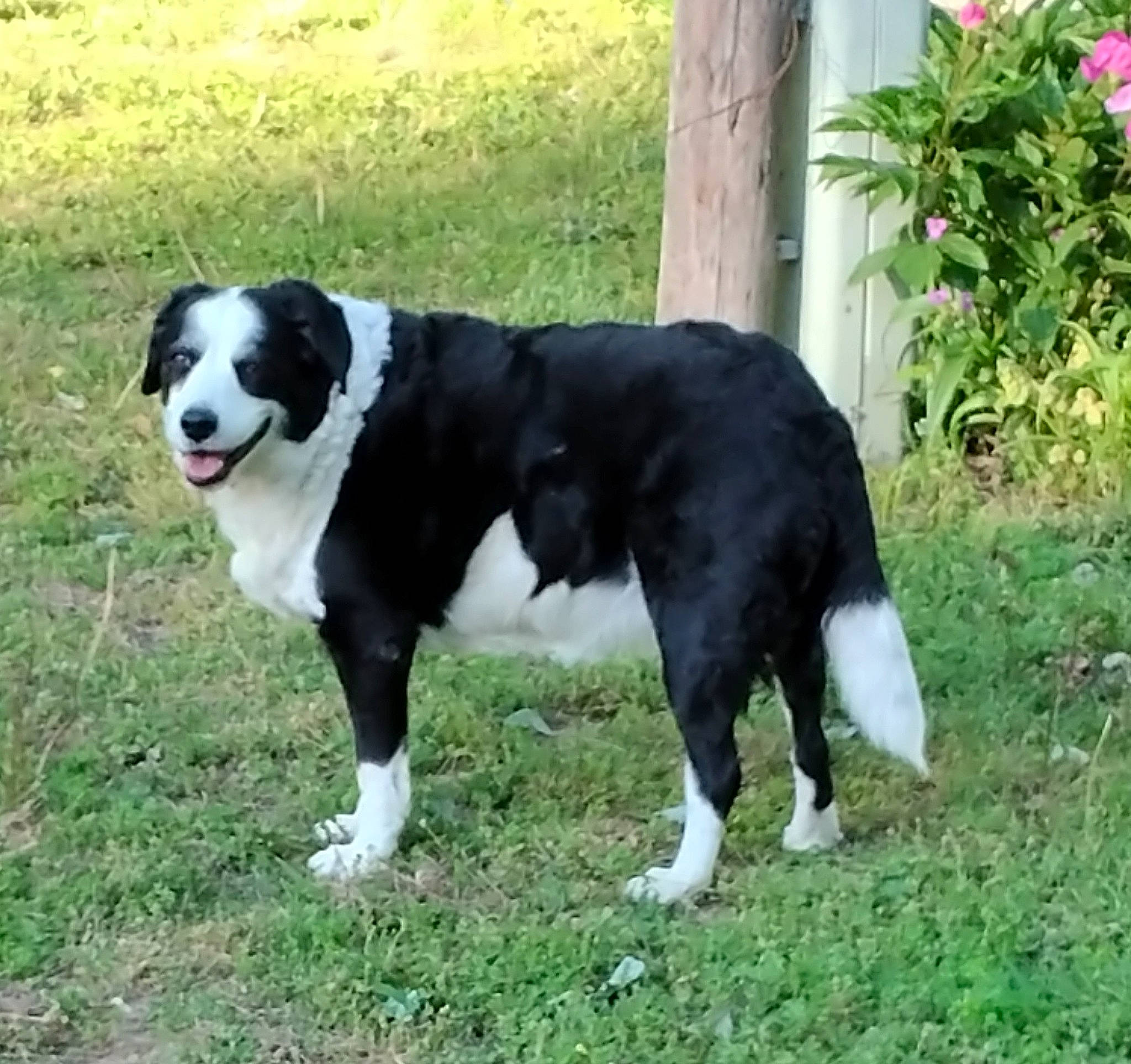 Zelda Jean joined the competition — help win amazing prizes! carnivore, companion_dog, dog, dog_breed, door, flower, fur, grass, herding_dog, non_sporting_group, plant, snout, sporting_group, tail, terrestrial_animal, working_animal, working_dog