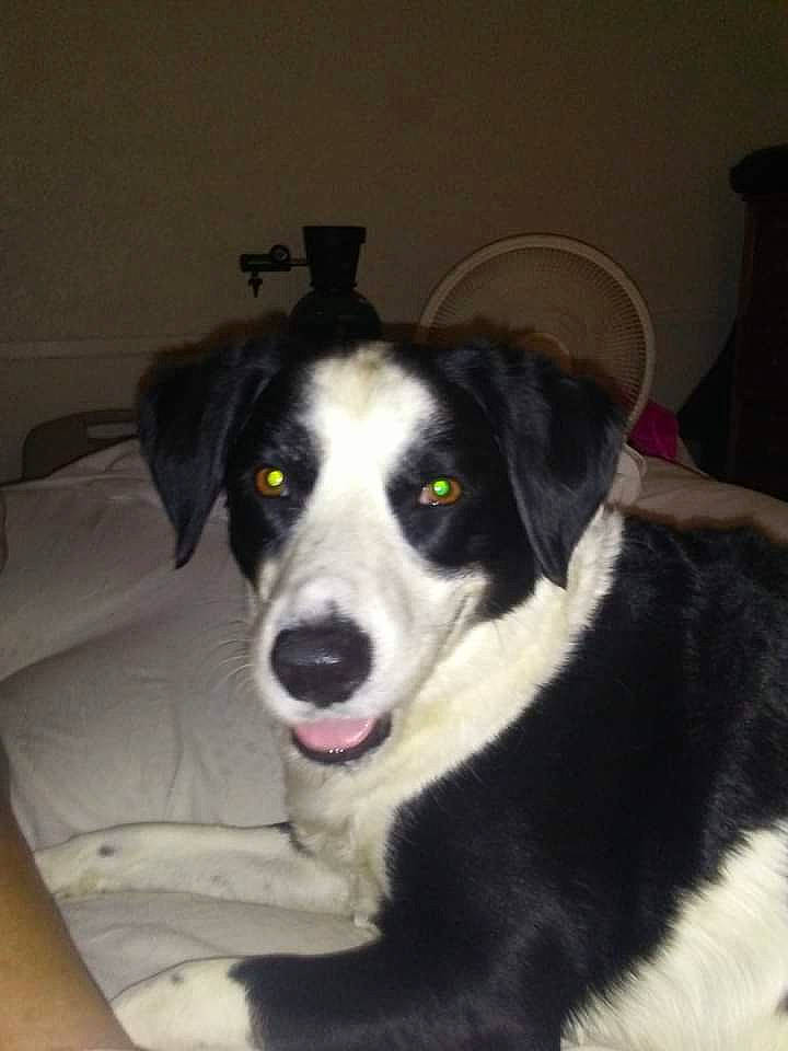 Zelda Jean is registered to the contest to win money with this photo: borador, border_collie, canidae, carnivore, collar, companion_dog, dog, dog_breed, fur, herding_dog, mcnab, plant, snout, sporting_group, terrestrial_animal, whiskers, working_animal, working_dog