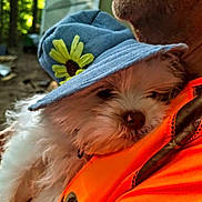 Snow Belle is registered to the contest to win money with this photo: dog, white_dog, hat, flower, blue_hat, person, orange_jacket, snuggling, close_up, outdoor, forest_background, pet, cute, fluffy, animal, companion, cozy, portrait, nature, relaxed