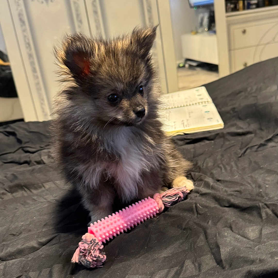 Princess is registered to the contest to win money with this photo: animal, bed, black_bedspread, cute, dog, domestic, ears, face, fluffy, fur, furniture, indoor, notebook, pet, puppy, room, small_dog, television, toy, white_wardrobe