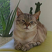 Jazzy a rejoint le concours — aidez-le/la à gagner de superbes lots ! cactus, cat, closeup, cushion, feline, fur, greenery, home, indoor, leaf, nature, paws, pet, plant, relaxed, resting, serene, tabby_cat, whiskers, window