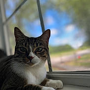 Bubbles is registered to the contest to win money with this photo: cat, tabby, animal, pet, windowsill, indoor, feline, closeup, portrait, whiskers, paws, window, blurred_background, nature, daylight, relaxed, curious, domestic, fur, face