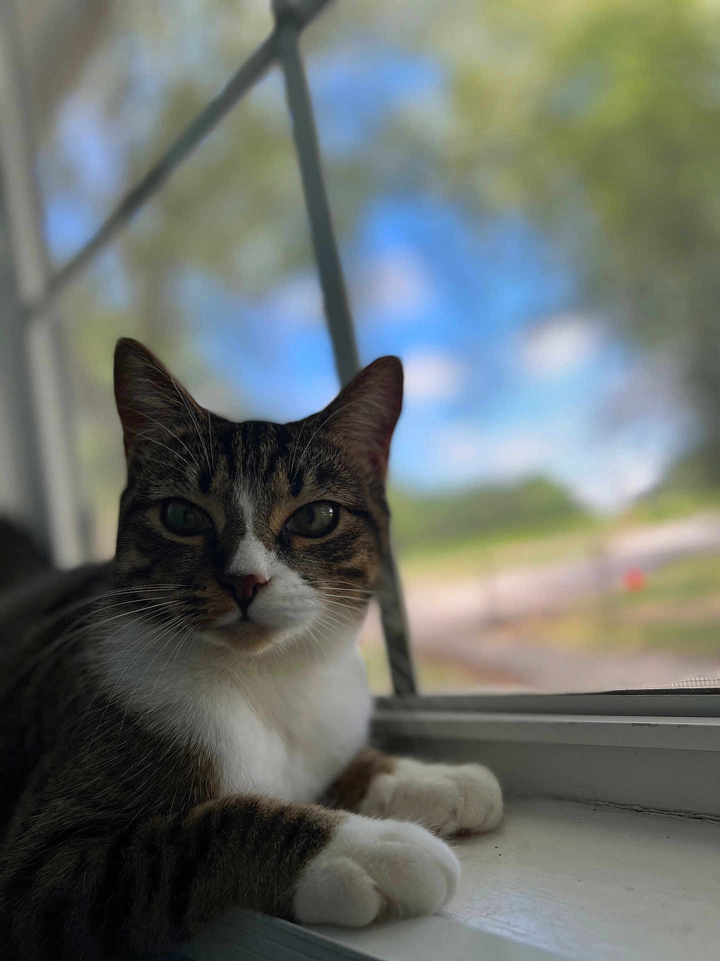 Bubbles is registered to the contest to win money with this photo: cat, tabby, animal, pet, windowsill, indoor, feline, closeup, portrait, whiskers, paws, window, blurred_background, nature, daylight, relaxed, curious, domestic, fur, face