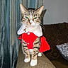 Bubbles is registered to the contest to win money with this photo: animal, cat, costume, couch, curtains, domestic_cat, ears, feline, festive, home, indoor, looking_at_camera, pet, pillow, red_cloak, sitting, sofa, tabby, whiskers, white_collar