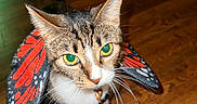 Bubbles joined the competition — help win amazing prizes! animal, butterfly_wings, cat, close_up, costume, curious, domestic_cat, ears, feline, fur, green_eyes, indoor, looking_up, mammal, pet, playful, tabby, whiskers, wooden_floor, young_cat