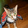 animal, butterfly_wings, cat, close_up, costume, curious, domestic_cat, ears, feline, fur, green_eyes, indoor, looking_up, mammal, pet, playful, tabby, whiskers, wooden_floor, young_cat