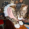 Bubbles is registered to the contest to win money with this photo: animal, cat, claws, closeup, costume, curious, cute, domestic, feline, fur, household, indoor, mammal, paws, pet, pink_clothing, tabby, tutu, whiskers, wooden_railing