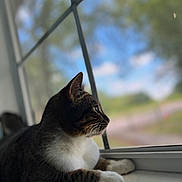 Bubbles joined the competition — help win amazing prizes! animal, blue_sky, blurred_background, cat, curious, daylight, feline, greenery, indoor, looking_outside, nature, pet, reflection, resting, side_profile, tabby, whiskers, white_paws, window, windowsill