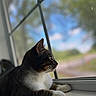 animal, blue_sky, blurred_background, cat, curious, daylight, feline, greenery, indoor, looking_outside, nature, pet, reflection, resting, side_profile, tabby, whiskers, white_paws, window, windowsill