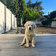 Chopper a rejoint le concours — aidez-le/la à gagner de superbes lots ! animal, blue_sky, cute, daytime, dog, domestic_animal, garden, golden_retriever, grass, nature, outdoor, patio, pet, puppy, sitting, sky, sunlight, tile_floor, trees, young_dog