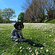 Umy a rejoint le concours — aidez-le/la à gagner de superbes lots ! puppy, dog, grass, daisies, flower, field, park, trees, sky, outdoor, nature, sunlight, spring, animal, pet, greenery, leisure, daytime, cute, young